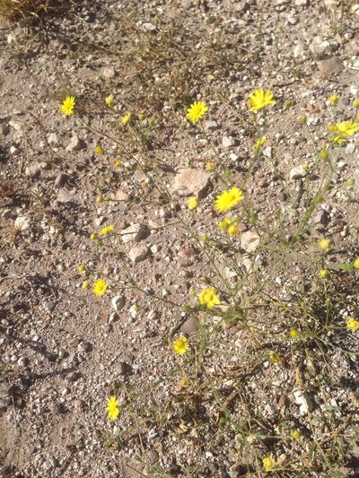 Gutierrezia sphaerocephala, photographed by Oscar C. González Martínez