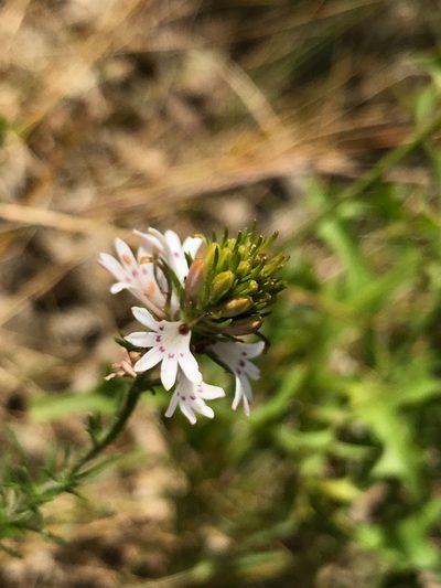 Goodenia fasciculata, photographed by Cal Wood