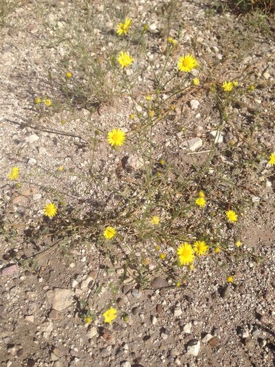 Gutierrezia sphaerocephala, photographed by Oscar C. González Martínez