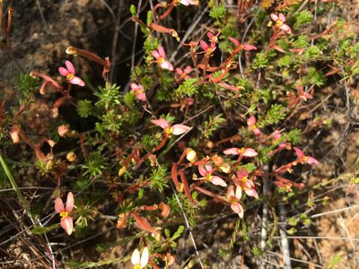 Stylidium recurvum, photographed by Cal Wood