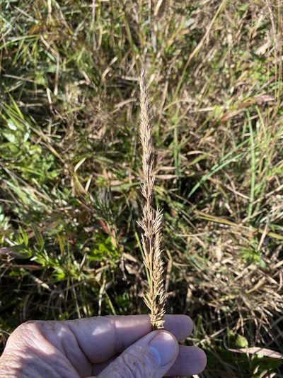 Greeneochloa coarctata, photographed by Alan Weakley