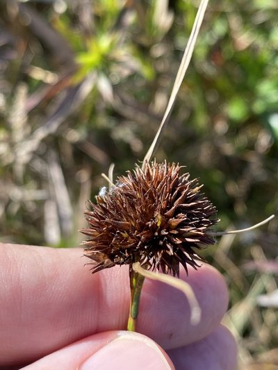 Rhynchospora cephalantha, photographed by Alan Weakley