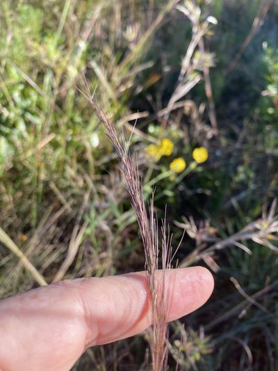 Aristida virgata, photographed by Alan Weakley