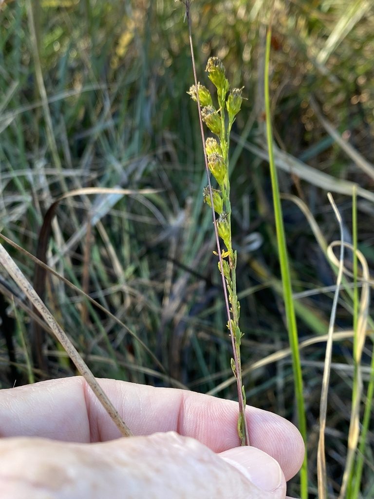 Solidago pulchra, photographed by Alan Weakley