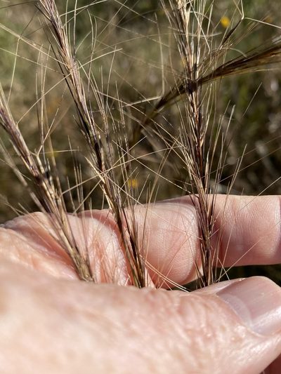Aristida palustris, photographed by Alan Weakley