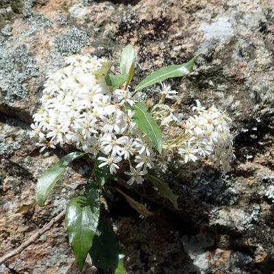 Olearia cheesemanii, photographed by Peter de Lange