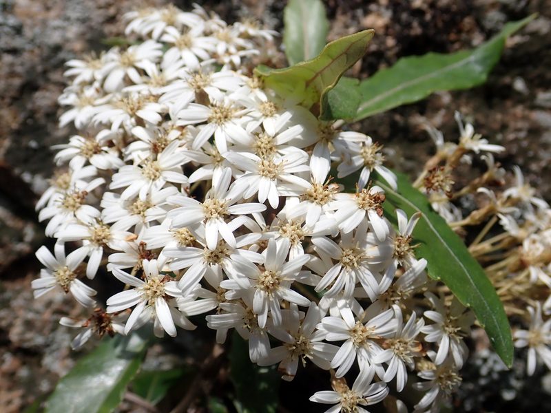 Olearia cheesemanii, photographed by Peter de Lange