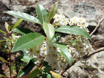 Olearia cheesemanii, photographed by Peter de Lange