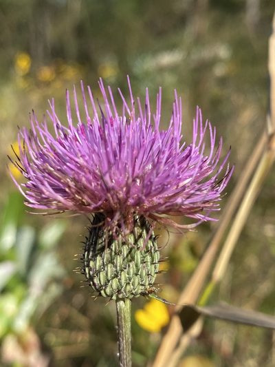 Cirsium virginianum, photographed by Alan Weakley
