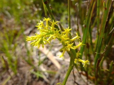 Stackhousia viminea, photographed by Kiri Bee