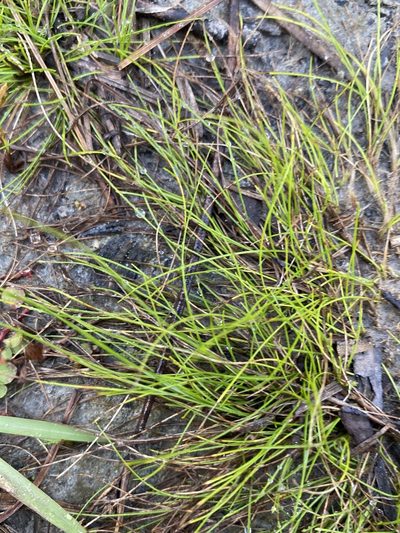 Rhynchospora thornei, photographed by Alan Weakley