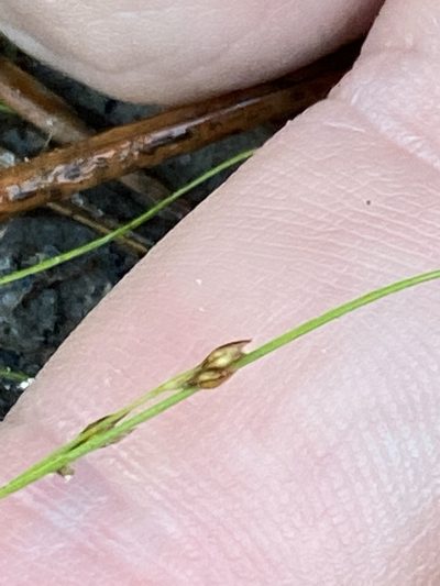 Rhynchospora thornei, photographed by Alan Weakley