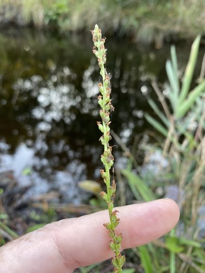 Plantago sparsiflora, photographed by Alan Weakley