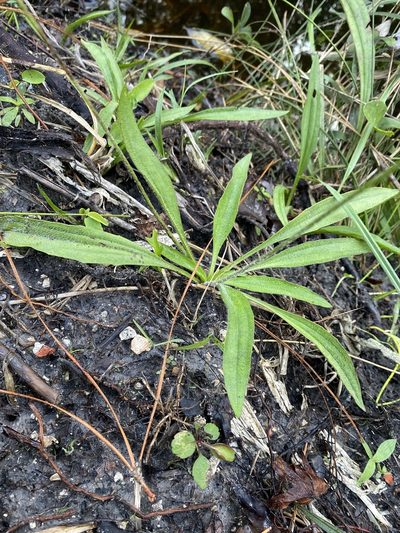 Plantago sparsiflora, photographed by Alan Weakley