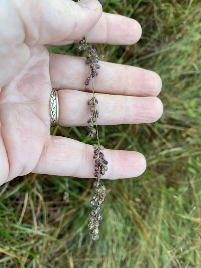Anthenantia rufa, photographed by Alan Weakley