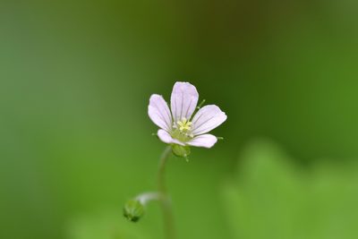 Geranium homeanum, photographed by kbkash