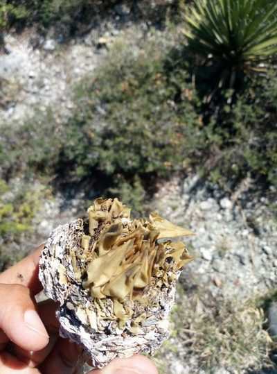 Ariocarpus trigonus, photographed by Francisco Martínez González