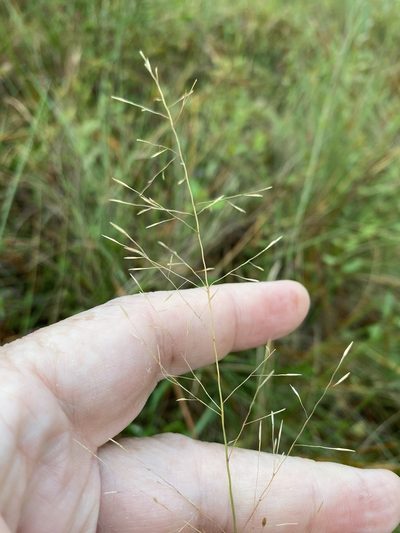 Muhlenbergia expansa, photographed by Alan Weakley