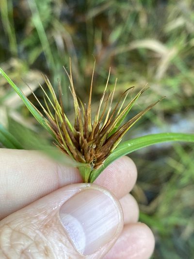 Rhynchospora macrostachya, photographed by Alan Weakley