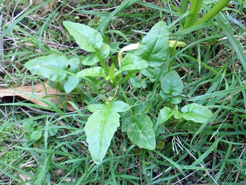 Rorippa divaricata, photographed by Peter de Lange