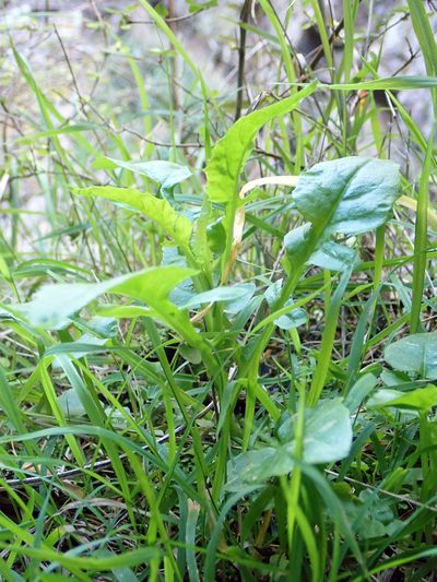 Rorippa divaricata, photographed by Peter de Lange
