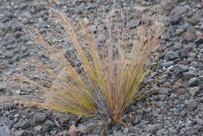 Bulbostylis capillaris, photographed by kbkash