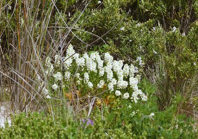 Stackhousia spathulata, photographed by Rod Lowther