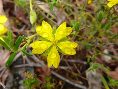 Hibbertia australis, photographed by Kiri Bee