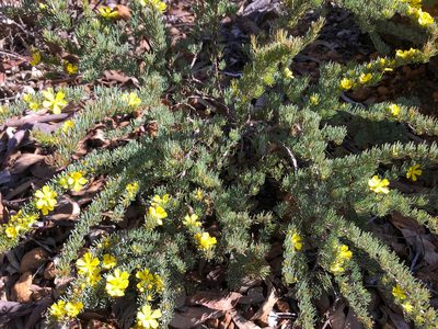 Hibbertia hibbertioides, photographed by Cal Wood