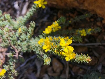 Hibbertia hibbertioides, photographed by Cal Wood
