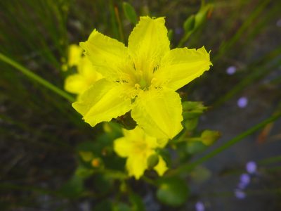 Ornduffia reniformis, photographed by Kiri Bee