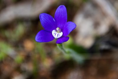 Caladenia gemmata, photographed by Cal Wood