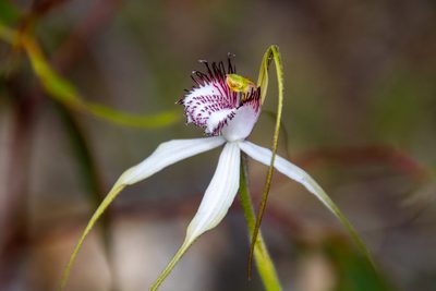 Caladenia splendens, photographed by Cal Wood