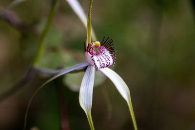Caladenia splendens, photographed by Cal Wood