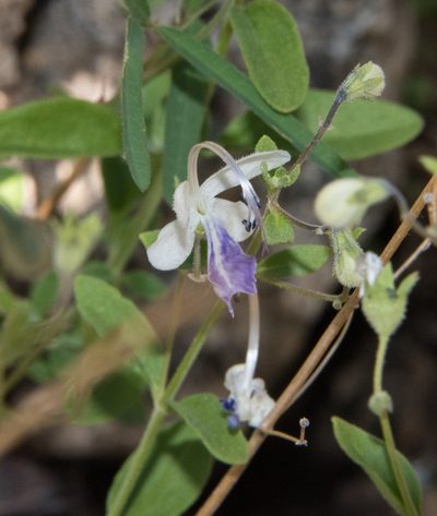 Trichostema arizonicum, photographed by Don Loarie