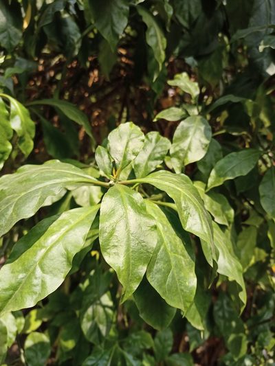 Leuenbergeria bleo, photographed by Sabarni Sarker