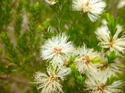 Melaleuca ericifolia, photographed by Kiri Bee