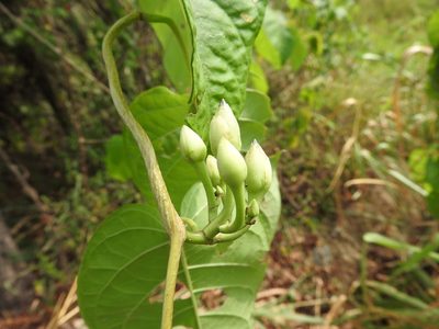 Ipomoea populina, photographed by Alexis López Hernández