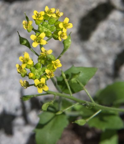 Draba helleriana, photographed by Don Loarie