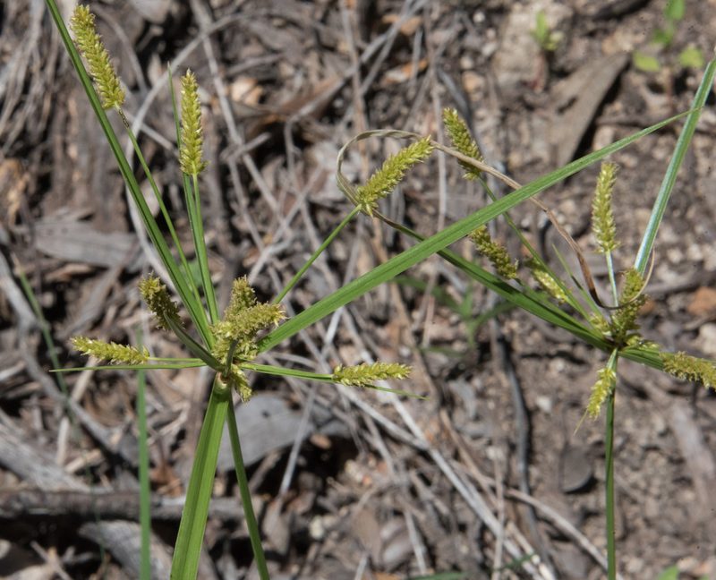 Cyperus mutisii, photographed by Don Loarie