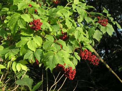 Sambucus williamsii, photographed by Oleg Kosterin