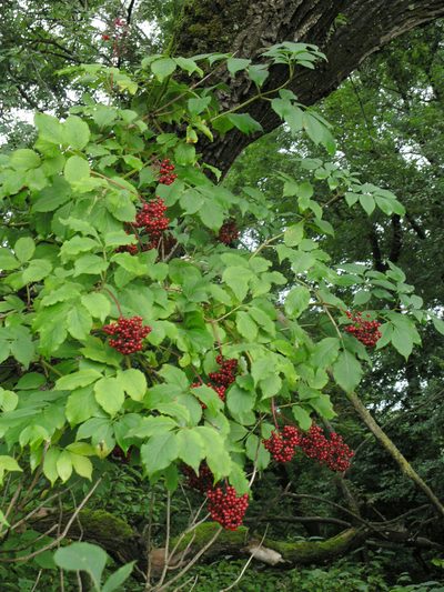 Sambucus williamsii, photographed by Oleg Kosterin
