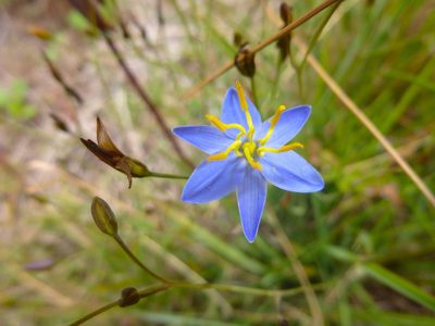 Thelionema caespitosum, photographed by Kiri Bee