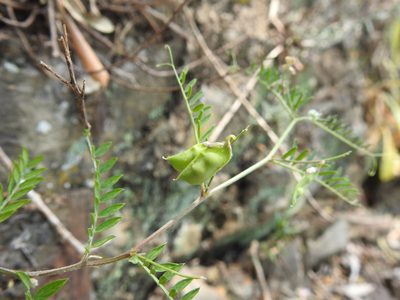 Vicia disperma, photographed by Duarte Frade