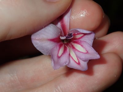 Gladiolus gueinzii, photographed by Thomas Mesaglio