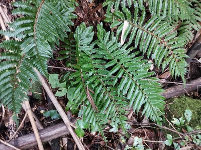 Polystichum polyblepharon, photographed by harum.koh