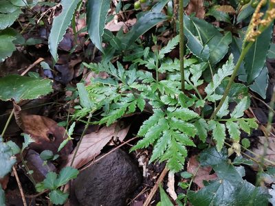 Sceptridium japonicum, photographed by harum.koh