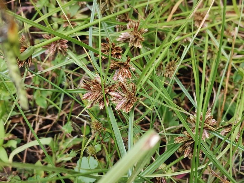 Cyperus sanguinolentus, photographed by harum.koh