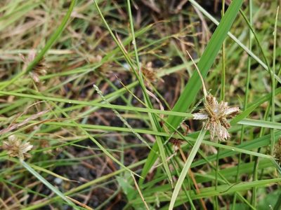 Cyperus sanguinolentus, photographed by harum.koh
