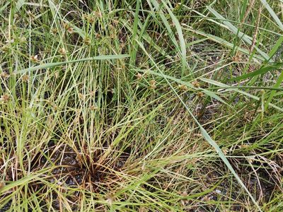 Cyperus sanguinolentus, photographed by harum.koh